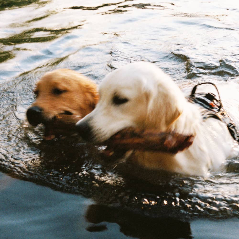 Två hundar badar och biter på en pinne tillsammans